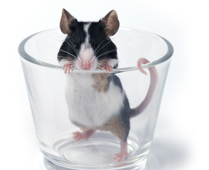 Ученые ТПУ вылечат мышей от алкоголизма