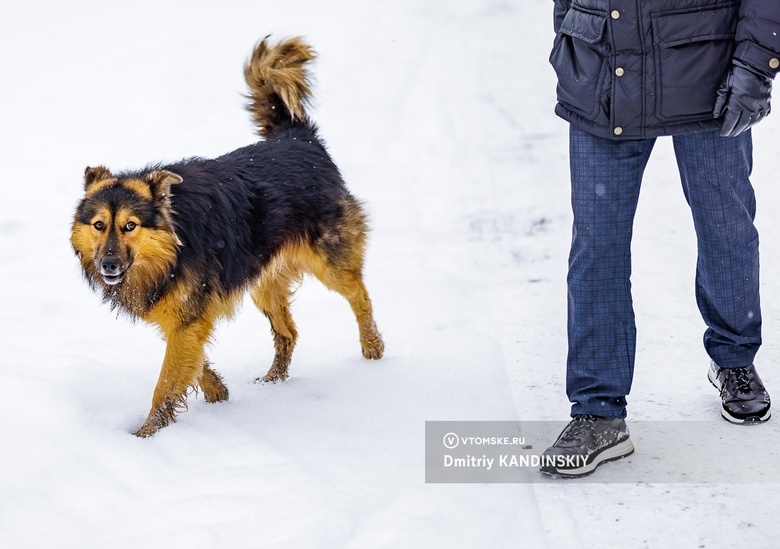 Свыше 1,5 тыс жителей Томской области пострадали за год от укусов собак