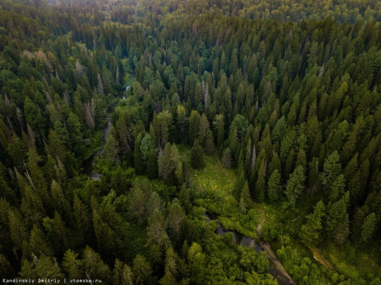 Несколько новых производств для освоения лесов создадут в Томской области до 2024г
