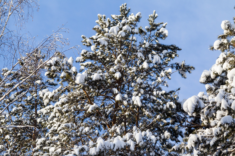 Морозы до -34 и снегопады ожидают томичей в последнюю неделю января