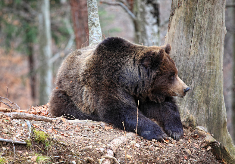 Охотоведы ожидают, что медведи будут реже выходить к людям