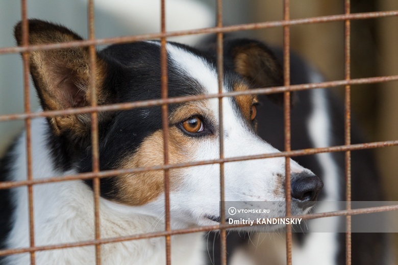 Отловленных в Томске «Верным другом» собак не перевозят к новому подрядчику в Северск