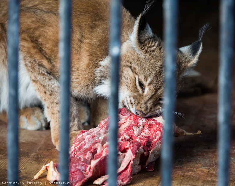 В морозы хищников северского зоопарка будут баловать мясом кроликов и мышей