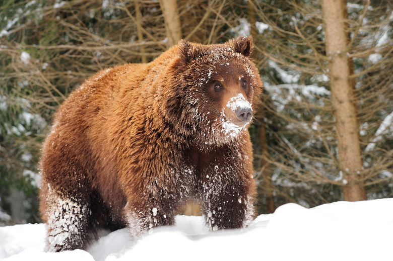 Томские охотоведы могут отстрелить медведя, которого разбудили лесорубы