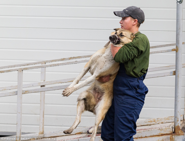 «Верный друг» отловил уже более тысячи бездомных собак в Томске