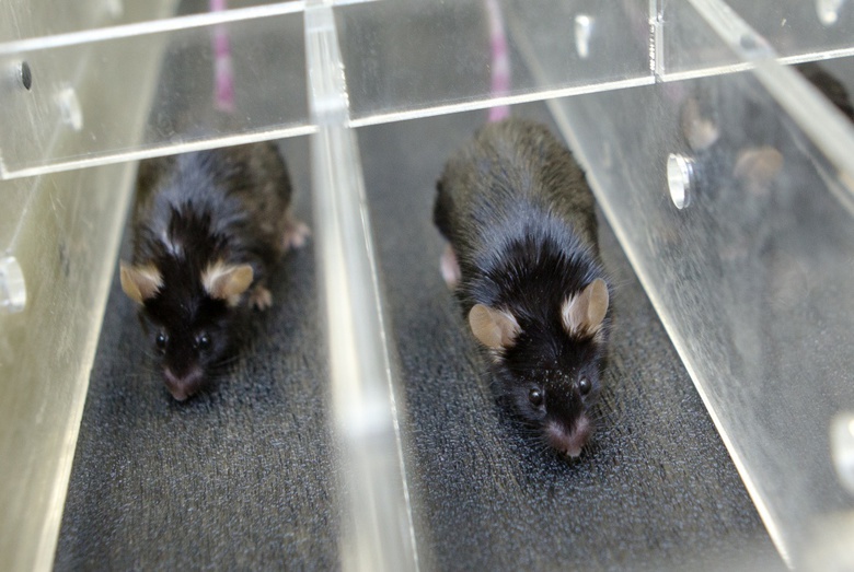 Ученые Томска и Швеции исследуют диабет на пожилых мышах