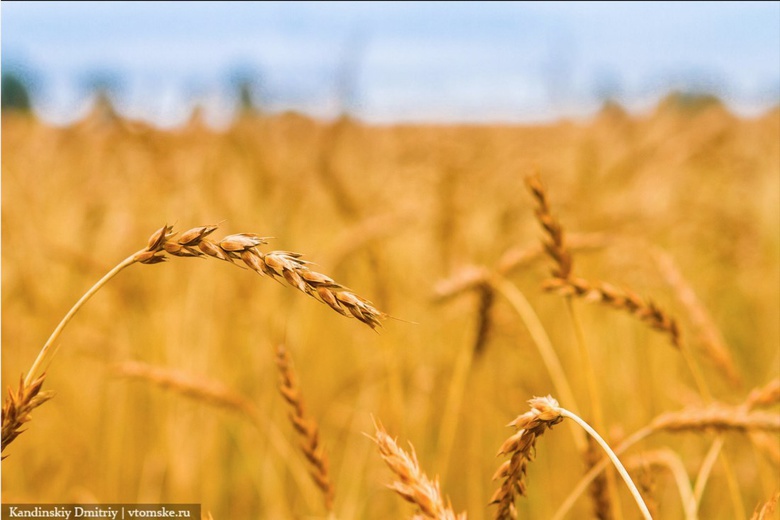 Урожай зерновых в Томской области собрали с 90 % посевных площадей