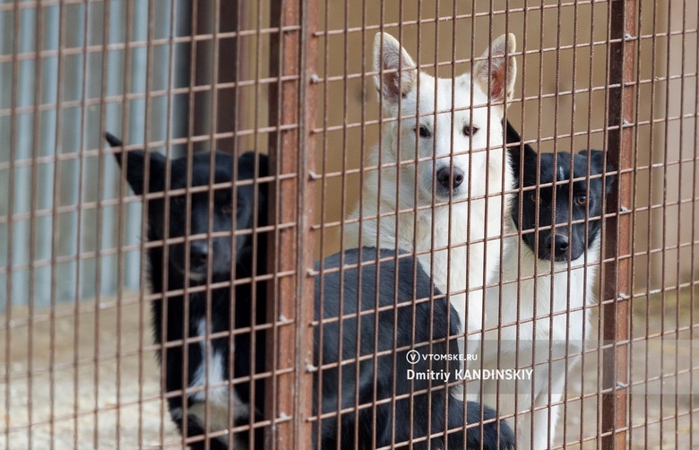 Трех бездомных собак отловили в томском поселке после нападения на ребенка