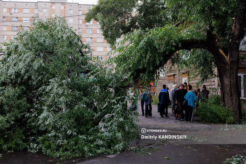 Шквалистый ветер повалил деревья в Томске