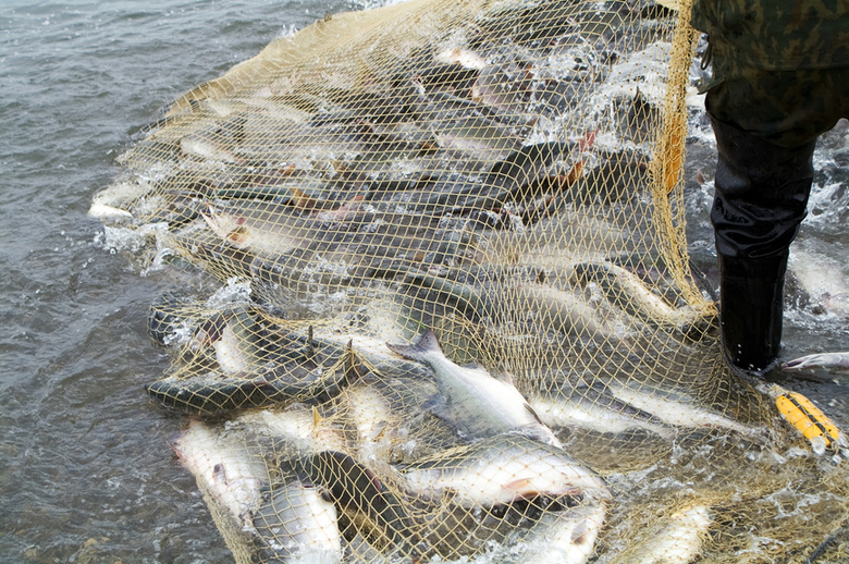 Из водоемов области выловили на три тонны рыбы больше положенного