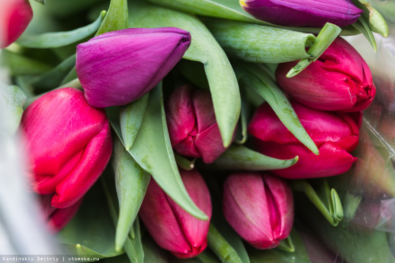 Томская фирма в 2017г вырастила 2 млн тюльпанов к 8 марта