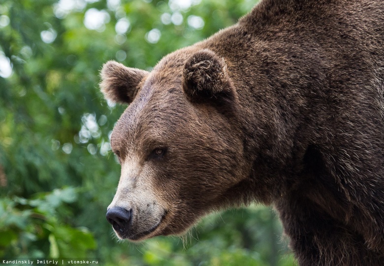 Медведь напугал нефтяников в Томской области