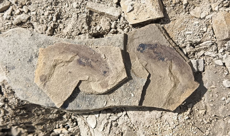 Томские ученые обнаружили окаменелости с отпечатками доисторических рыб и тараканов