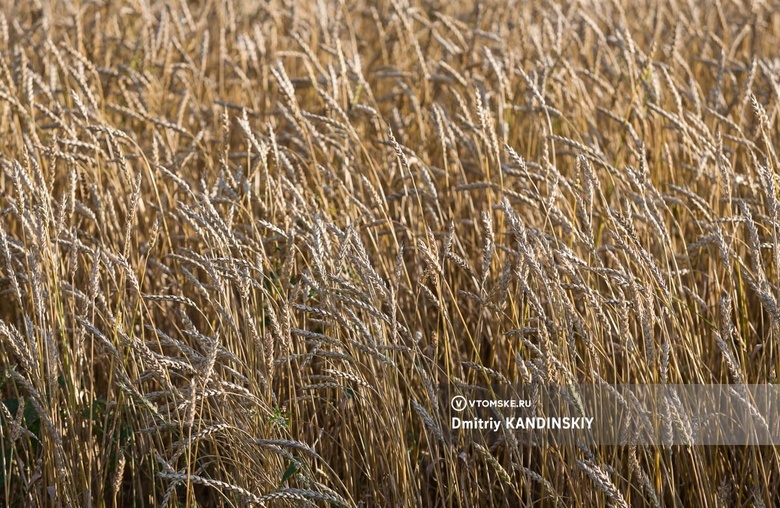 Томская область планирует увеличить урожай зерна после проблемного 2023г