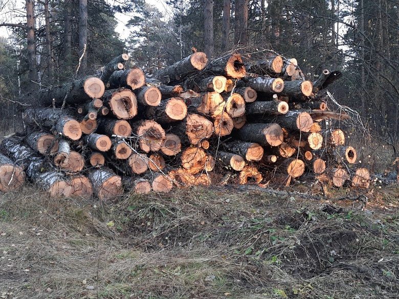 Мэрия: срубленные в Академгородке деревья признаны аварийными