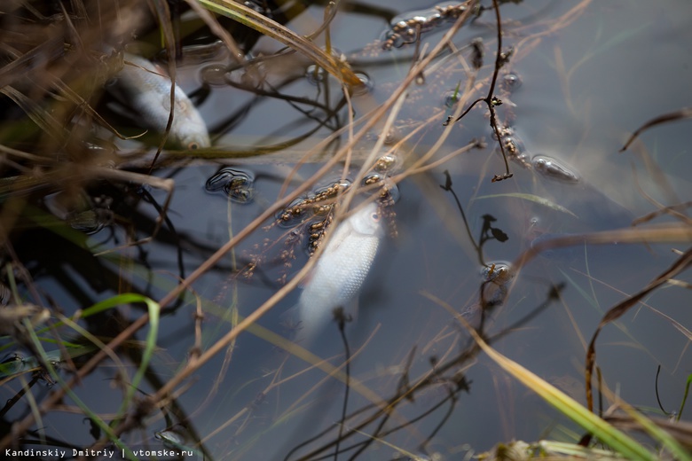 Уголовное дело возбуждено из-за гибели рыбы в томском озере