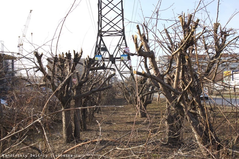 Вместо деревьев — обрубки: в Томске варварски обрезали яблоневую аллею