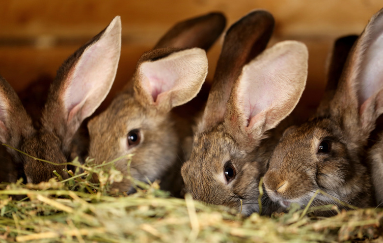 Кролиководческая ферма в Асино выпустит первую продукцию к Новому году
