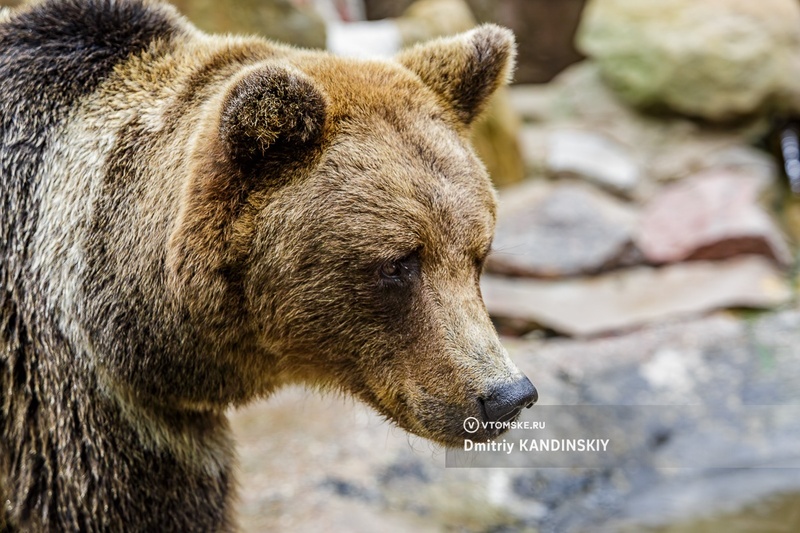 Медведь уже несколько дней бродит у сел Томского района