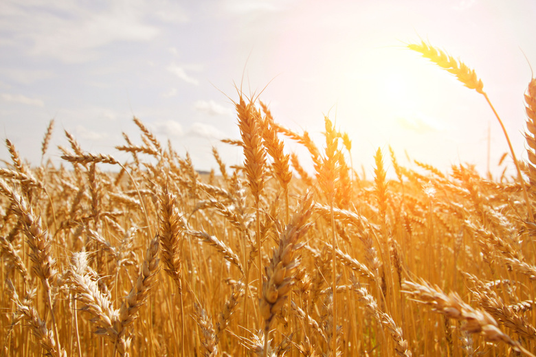 Урожайность зерновых в Томской области выше средней по СФО