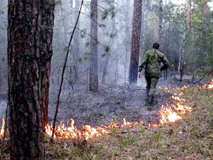 В области ликвидировано несколько лесных пожаров