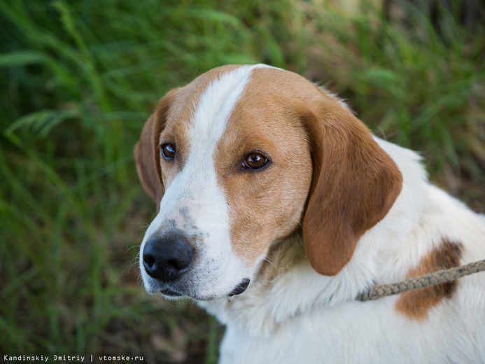 Биологи ТГУ просят горожан сдавать для изучения клещей, снятых с домашних собак