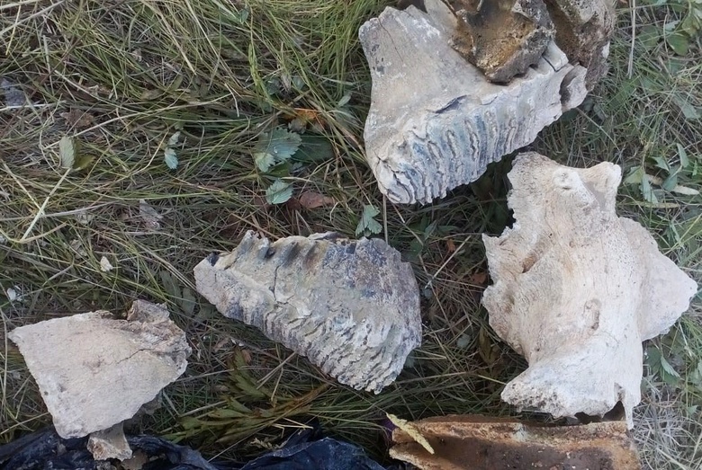 Томские студенты нашли останки предка мамонта в Хакасии