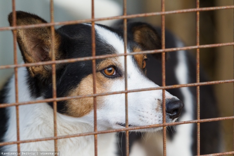 Собачья тема: что происходит с отловом бездомных животных в Томске?