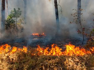 Лесной пожар около деревни Клюквинка не могут потушить с субботы