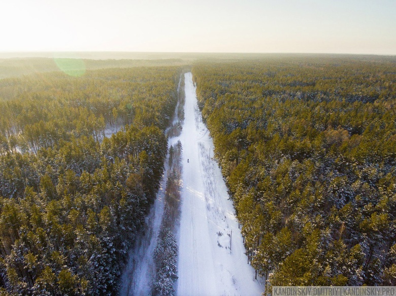 В январе леса вдоль подъездов к Томску начнут чистить от сухостоя и валежника