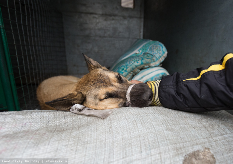 «Верный друг» продолжит отлов бездомных животных в Томске в 2016 году