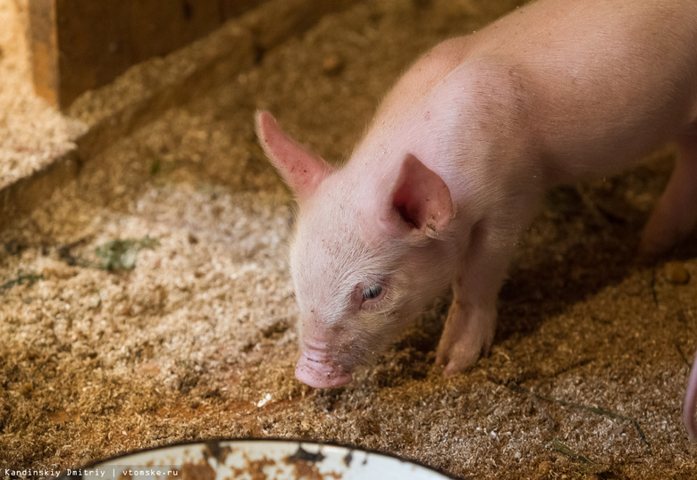 Пожарные спасли больше 100 свиней из горящего здания фермы под Томском