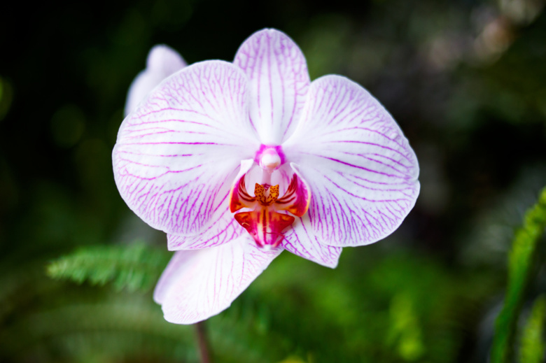 Орхидеи и биотехнологии: как в Томске создают гибриды растений