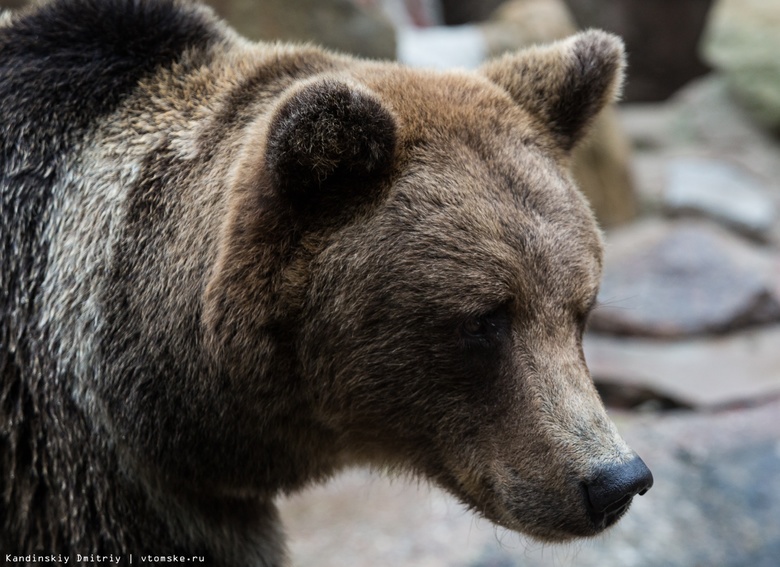 Власти: информация о появлении медведя около школы в Томской области пока не подтвердилась