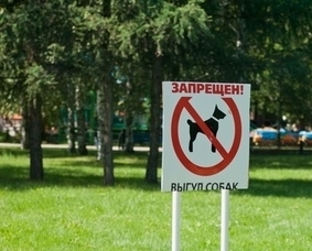 Народные новости: кто в ответе за тех, кого приручили?