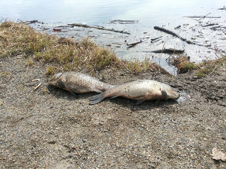 Причиной гибели рыбы в томских озерах стал недостаток кислорода