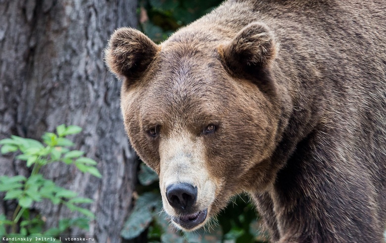 Медведица забрала с томского месторождения медвежат, мешавших вахтовикам работать