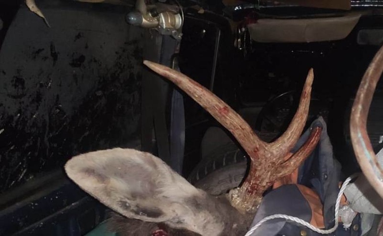 Инспекторы ДПС нашли в багажнике у жителя Томской области тушу лося