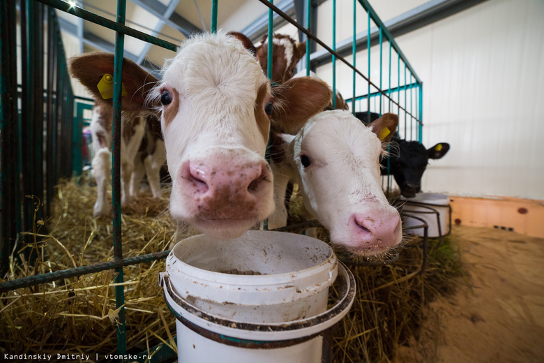 Семья на средства областного гранта открыла молочную мини-ферму в Асиновском районе (фото)