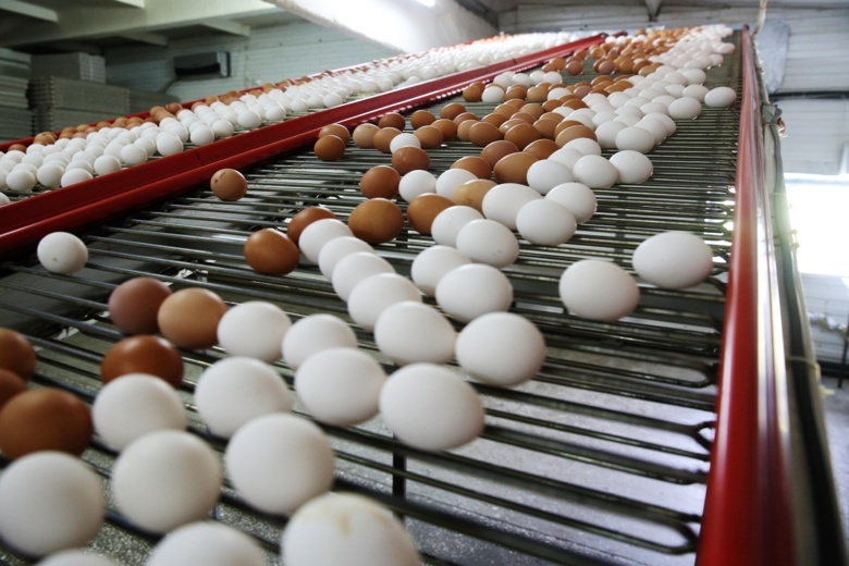 Птицефабрика «Томская» подготовила к Пасхе более 1 млн яиц