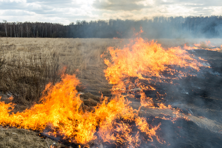 В 5 районах Томской области ограничили доступ в лес из-за пожаров
