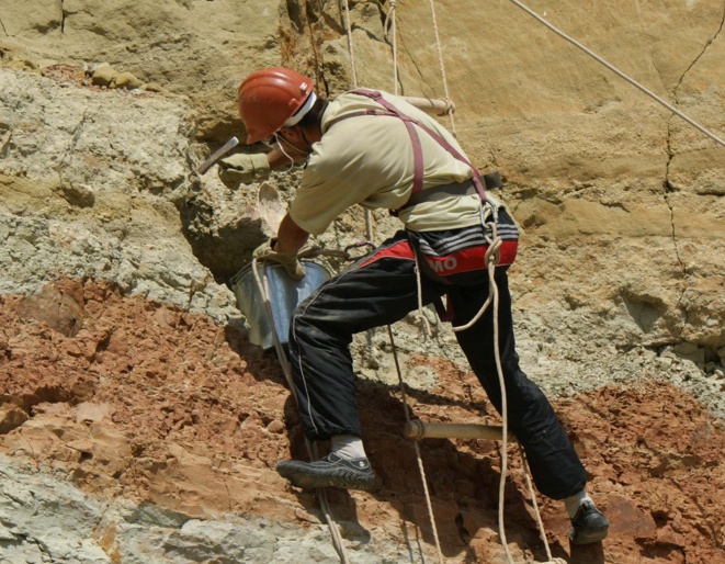 Палеонтологи ТГУ откапывают кости крупного динозавра