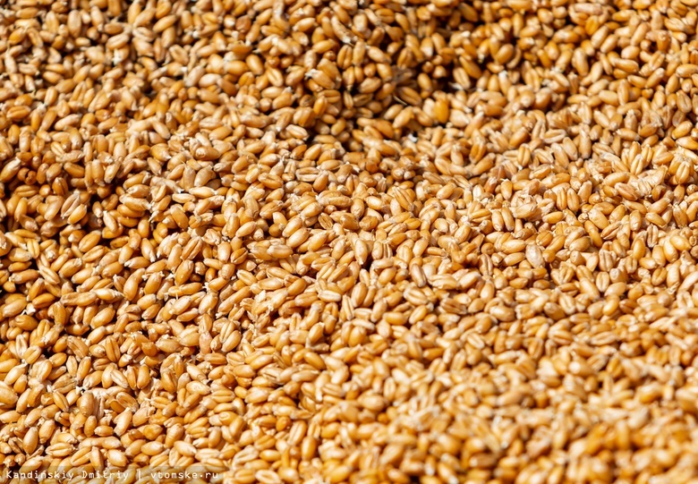 Власти: в Томской области поставили новый рекорд по сбору зерна