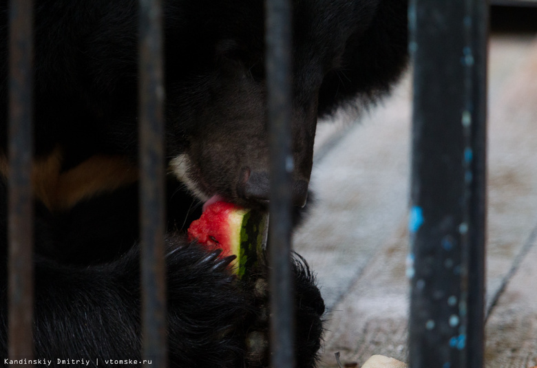 Медведь поранил сотрудника северского зоопарка во время кормления