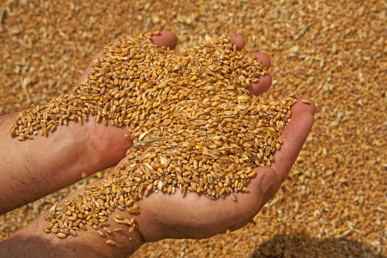 Больше половины проверенного зерна в томских хозяйствах хранится с нарушениями