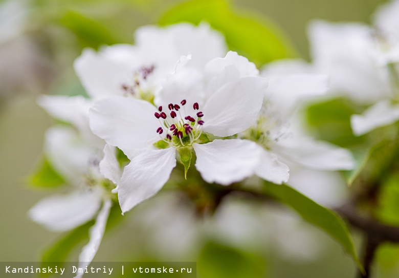Белое море цветов: груша и черемуха зацвели в Томске
