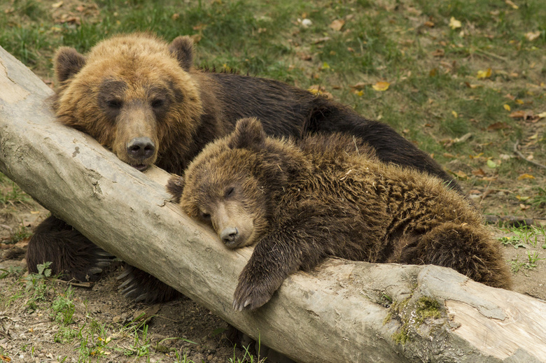 Медвежонок укусил жителя томского села, когда тот пытался его поймать