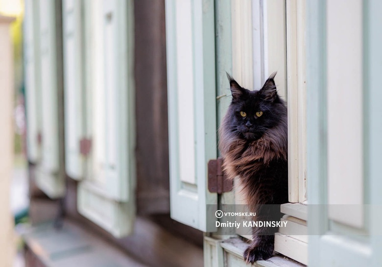 Кошки в томских окошках. 15 интересных фактов о котиках