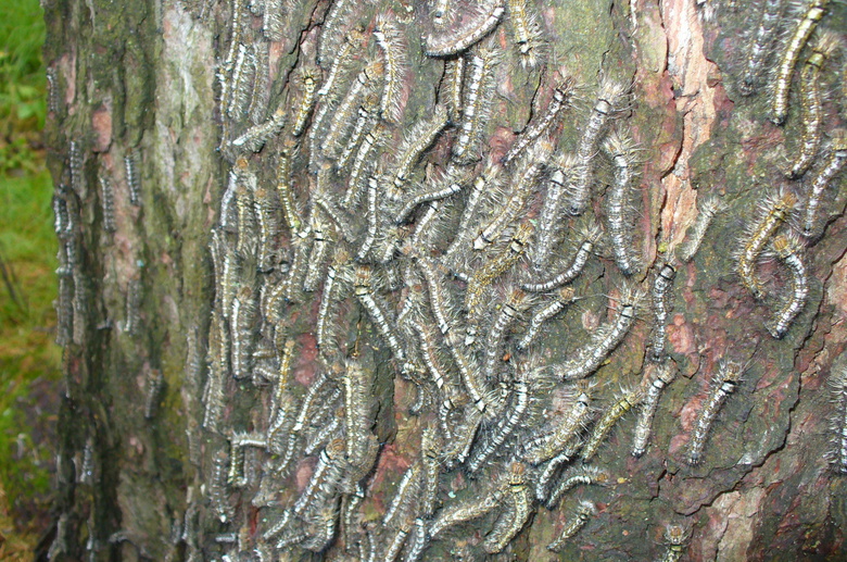 Народные новости: нашествие шелкопряда на томские леса
