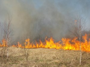Площадь лесных пожаров за минувшие сутки увеличилась в два раза
